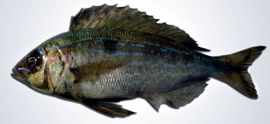 Spicara maena_002